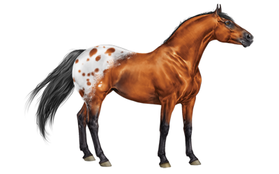 Appaloosa - Wikipedia