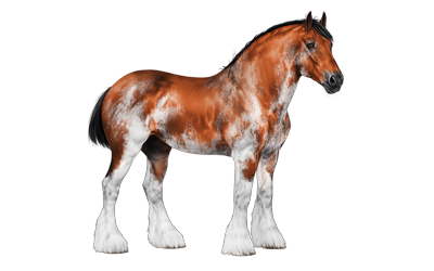 clydesdale.png